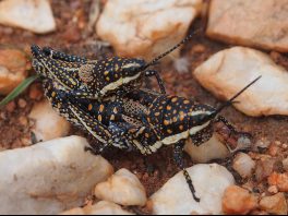 blistered pyrgomorph
