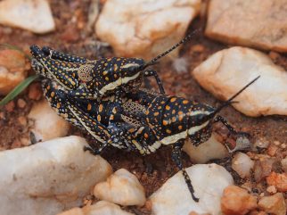 blistered pyrgomorph