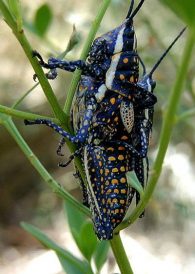 blistered pyrgomorph
