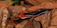 malaysian blue coral snake