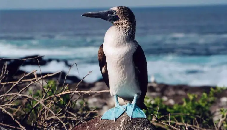 Blue-Footed Booby (Sula nebouxii)