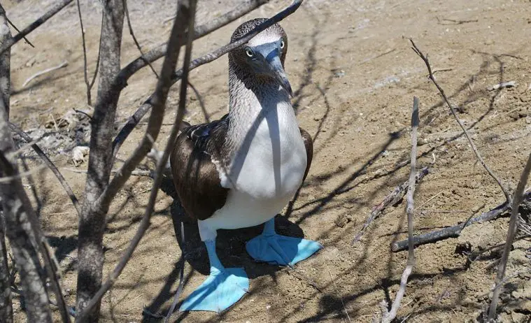 Blue-Footed Booby (Sula nebouxii)