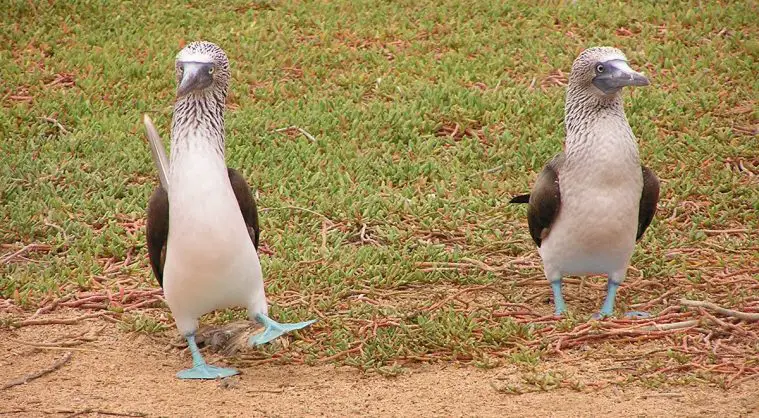 Blue-Footed Booby (Sula nebouxii)