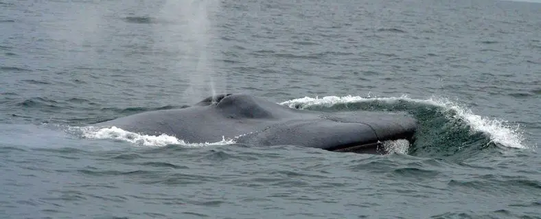 Blue Whale