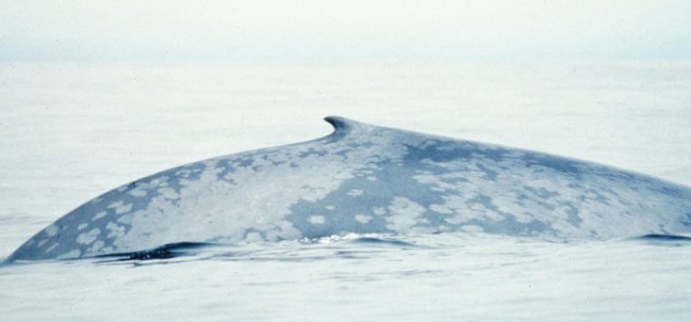 Blue Whale