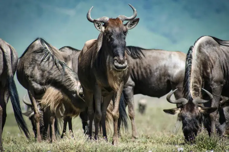 Blue Wildebeest
