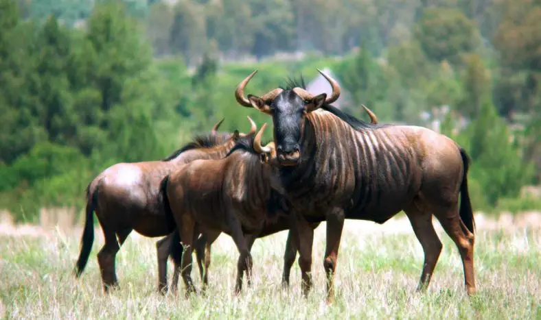 Blue Wildebeest