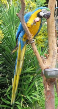 Blue and gold macaw