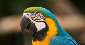 Blue and gold macaw