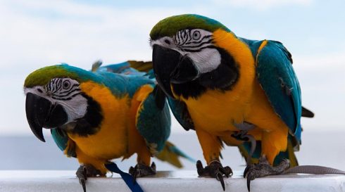 Blue and gold macaw