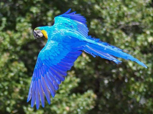 Blue and gold macaw