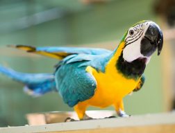 Blue and gold macaw