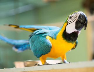 Blue and gold macaw