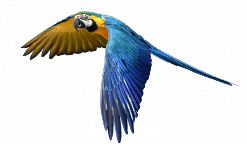 Blue and gold macaw