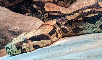 Boa Constrictor (Boa constrictor)