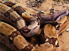 boa constrictor