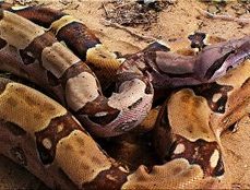 boa constrictor