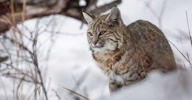 Bobcat (Lynx rufus)