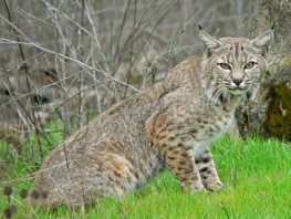 bobcat