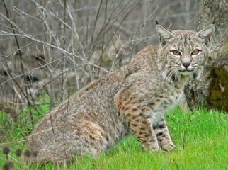 bobcat