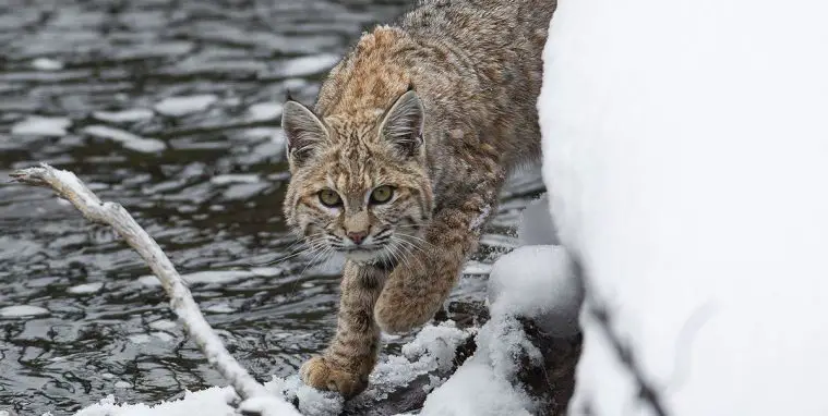 Bobcat (Lynx rufus)