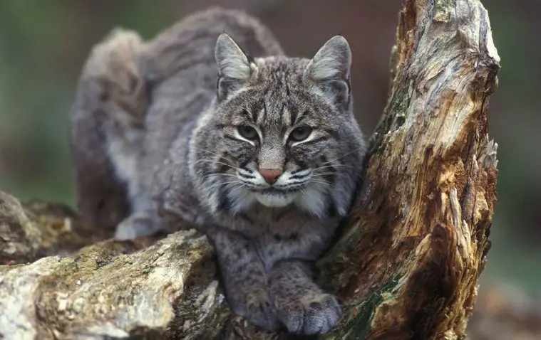 Bobcat (Lynx rufus)