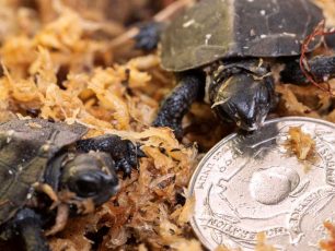Bog Turtle Hatchlings Zoo Atlanta