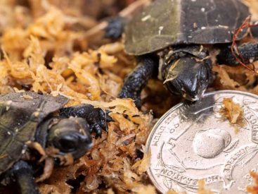 Bog Turtle Hatchlings Zoo Atlanta