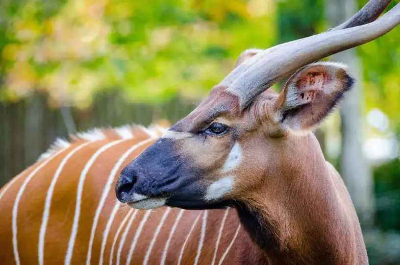 Bongo