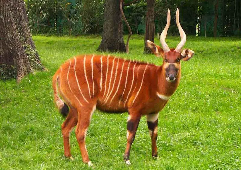 Bongo