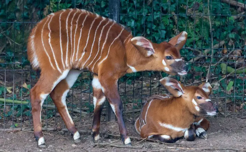 Baby Bongo Boom at Belfast Zoo The Animal Facts