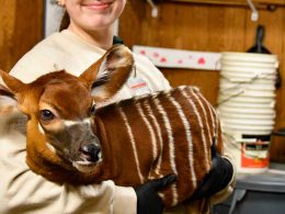 Potter Park Zoo Bongo Calf