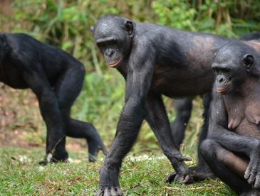 bonobo