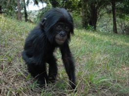 bonobo
