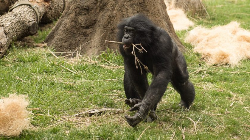 Bonobo Passing Columbus Zoo and Aquarium
