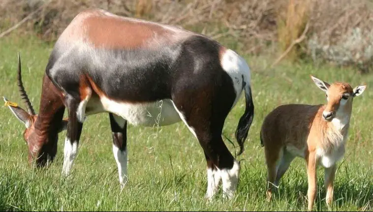 Bontebok (Damaliscus pygargus pygargus)