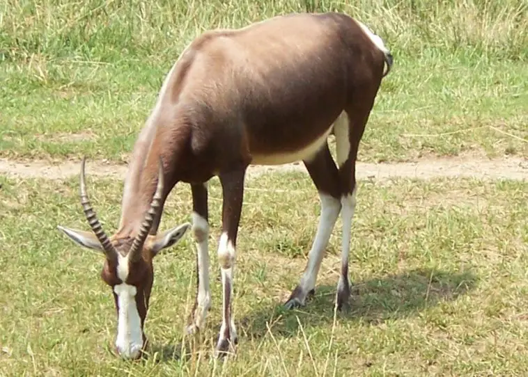 Bontebok (Damaliscus pygargus pygargus)