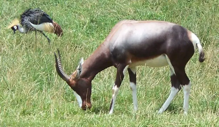 Bontebok (Damaliscus pygargus pygargus)