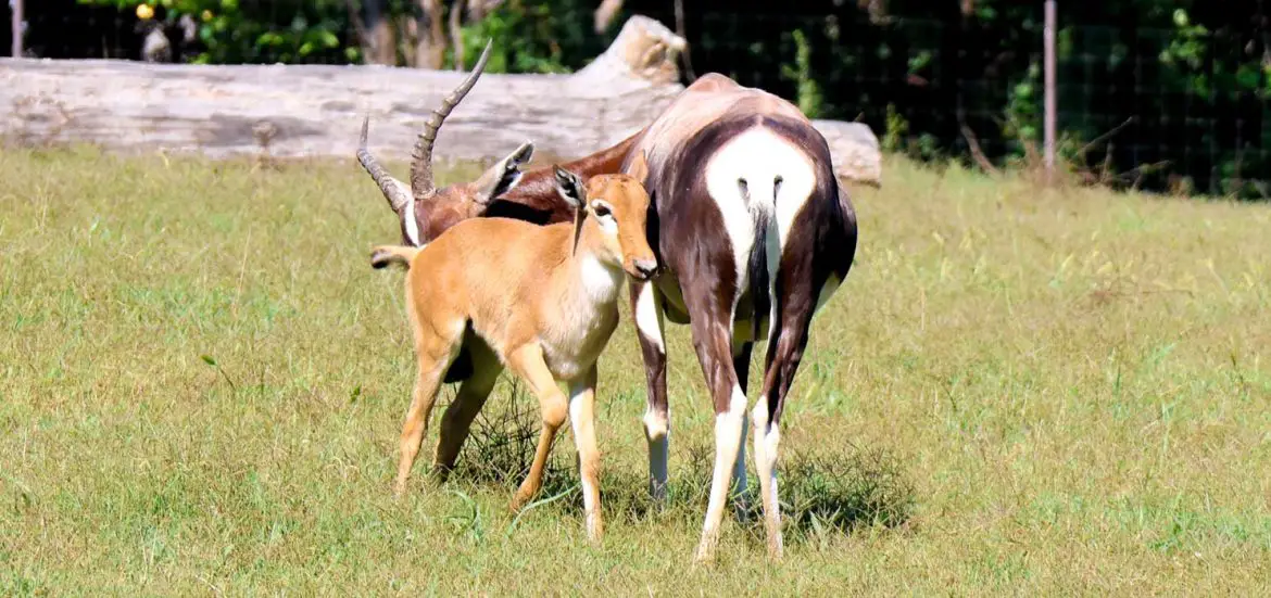 Bontebok Calf at Nashville Zoo