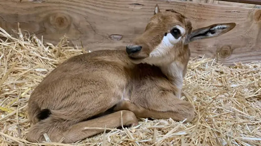 Bontebok Calf Oregon Zoo