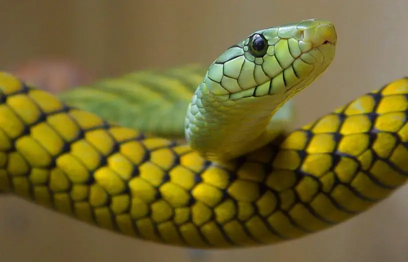 boomslang