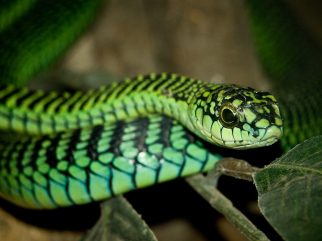 boomslang