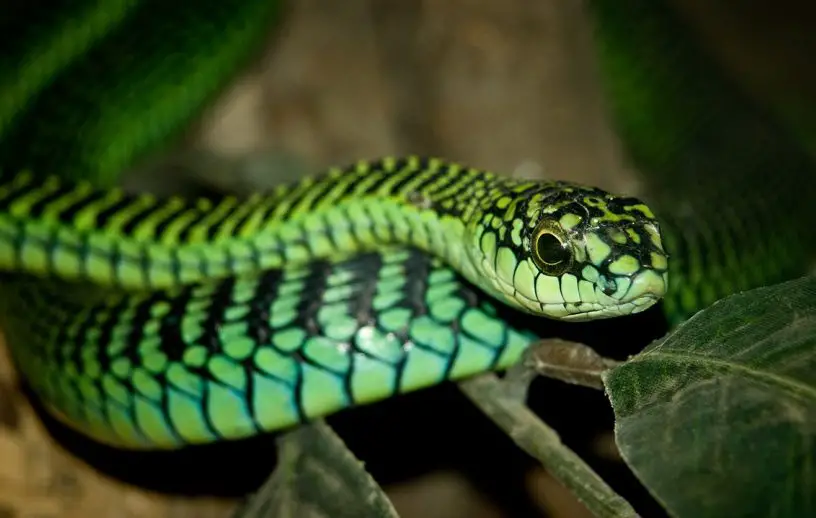 boomslang