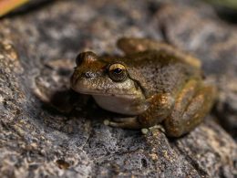 Booroolong Frog Release at Taronga Zoo Sydney