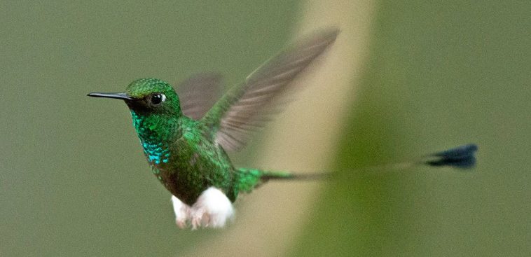 White-booted racket-tail hummingbird (Ocreatus underwoodii)