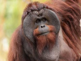 bornean orangutan