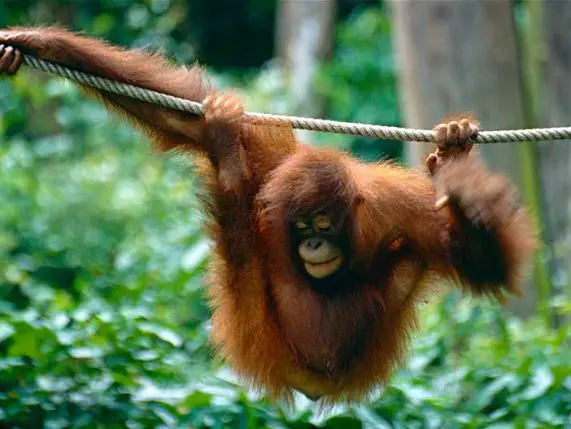 bornean orangutan