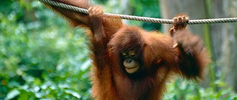 bornean orangutan