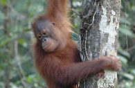 bornean orangutan