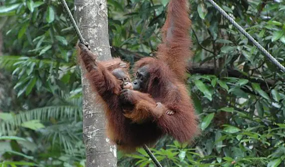 bornean orangutan